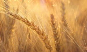 Observatorio da Industria