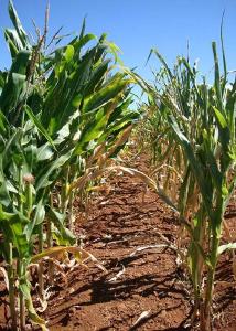 Observatorio da Industria