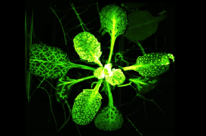 Observatorio da Industria