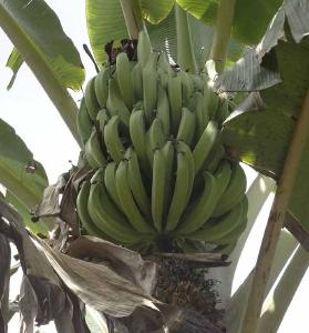 Observatorio da Industria