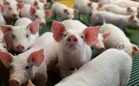 Observatorio da Industria