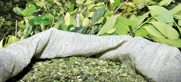 Panorama do Mate no Estado do Paran